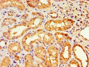 HOXA9 Antibody (aa1-190)
