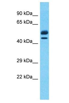 EBF2 Antibody (aa249-298)