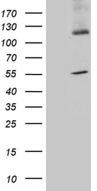 SYT11 Antibody (aa42-296, clone OTI3F3)
