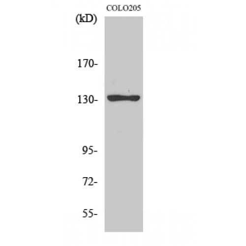 JMY Antibody (900-980 aa, C-terminal)