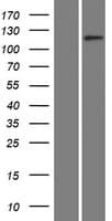 Human SLC12A1 / NKCC2 Protein (Over-Expression Lysate Myc-DDK (Flag))