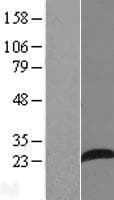 AP3S1 Protein (Over-Expression Lysate Myc-DDK (Flag))