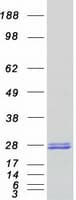 Human NT5M Protein (Recombinant Myc-DDK (Flag))