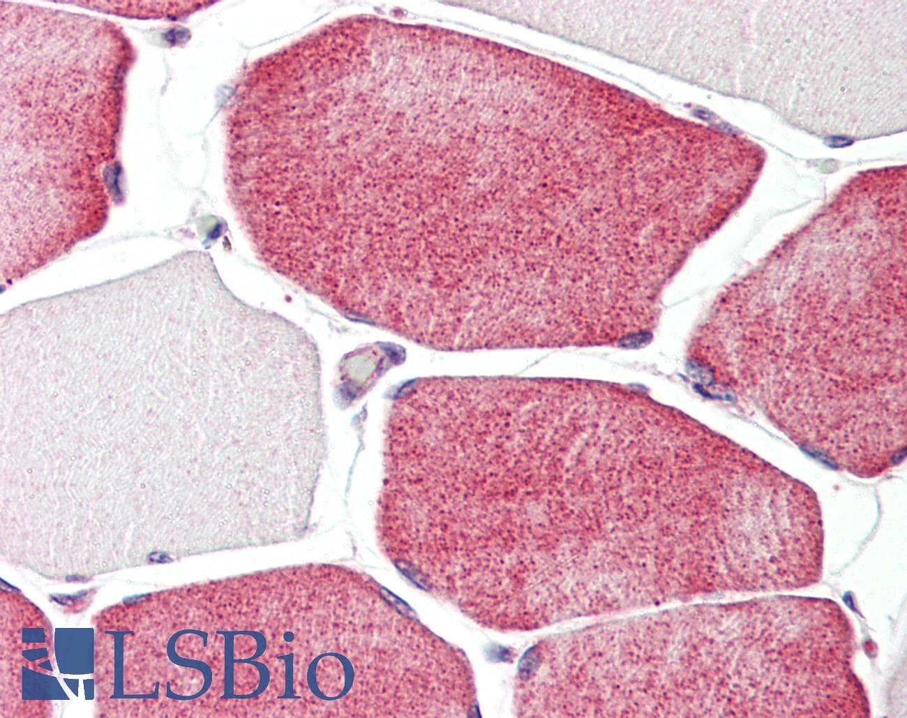 IHC-plus™ TAZ Antibody (C-Terminus)