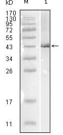 Influenza A Virus Nucleoprotein Antibody (clone 1A2A11)