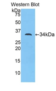 MYO1D Antibody (aa581-847, PE)