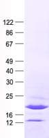 Human GLOD2 / MCEE Protein (Recombinant His, N-Terminal)