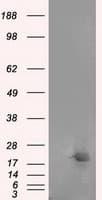 NME4 Antibody (clone OTI1E3)