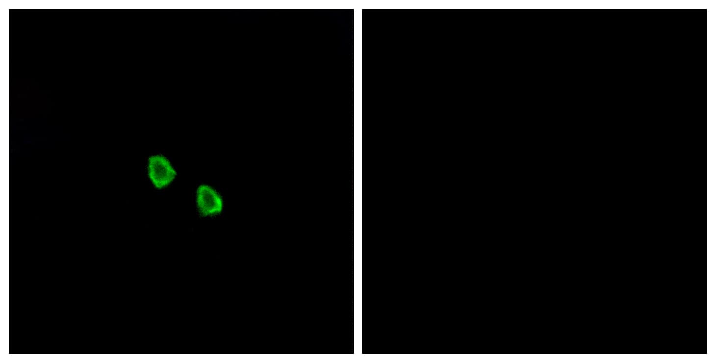 Polyclonal Rabbit anti-Human MRGX1 / MRGPRX1 Antibody (aa271-320, IF, WB)