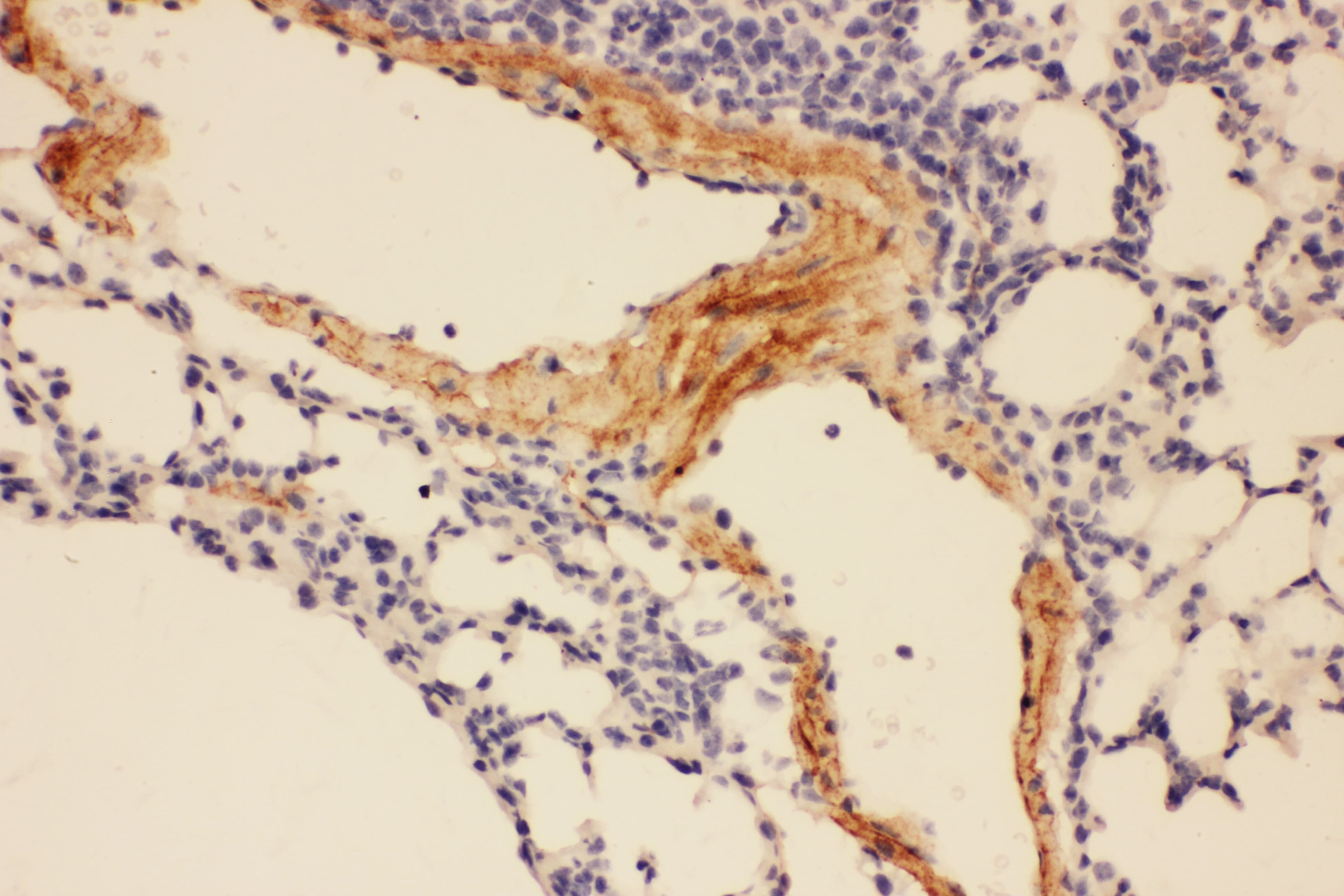 Polyclonal Rabbit anti-Rat Adiponectin Antibody (aa19-244, IHC, WB)