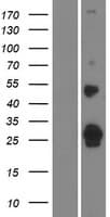 FAM159A Protein (Over-Expression Lysate Myc-DDK (Flag))