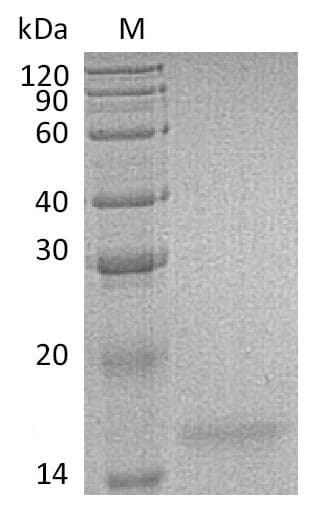 Human IL17F Protein (Recombinant)