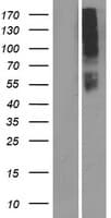 Human OR10AD1 Protein (Over-Expression Lysate Myc-DDK (Flag))