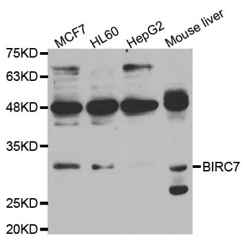 Polyclonal Rabbit anti-Human BIRC7 / Livin Antibody (WB)