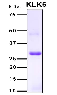 Human KLK6 / Kallikrein 6 Protein (Recombinant 6His, N-terminus)