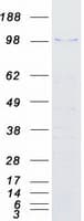 Human Junctin / ASPH Protein (Recombinant Myc-DDK (Flag))