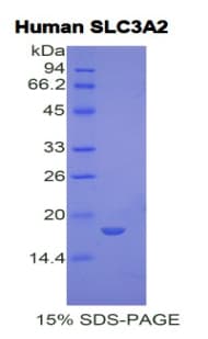 Human SLC3A2 / CD98 Heavy Chain Protein (Recombinant His)