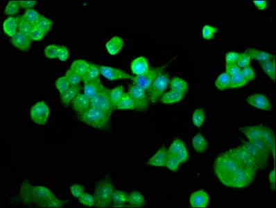 RFXANK Antibody