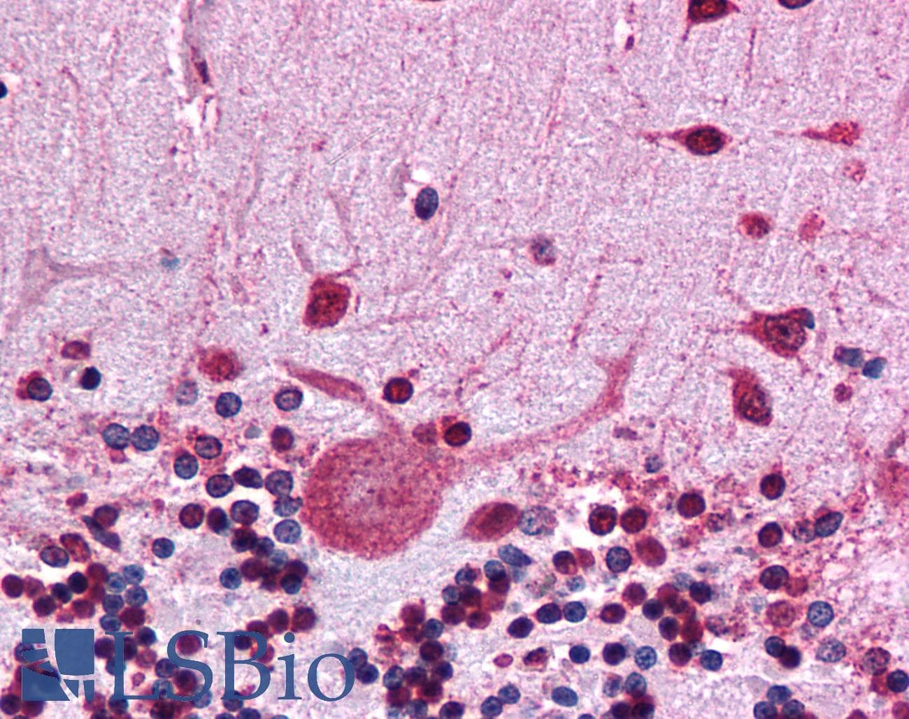 IHC-plus™ Monoclonal Mouse anti-Human HSP90 Beta Antibody (clone MBH90B, N-Terminal, IHC, WB)