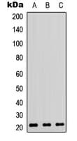 RHOA Antibody (C-Terminus)