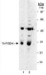 Polyclonal Rabbit anti-Human 15-PGDH / HPGD Antibody (Biotin, IHC, IF, WB)