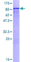 Human FRS2 Protein (Recombinant GST)