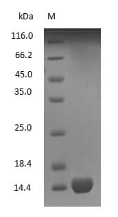Human Hemoglobin Protein (Native)