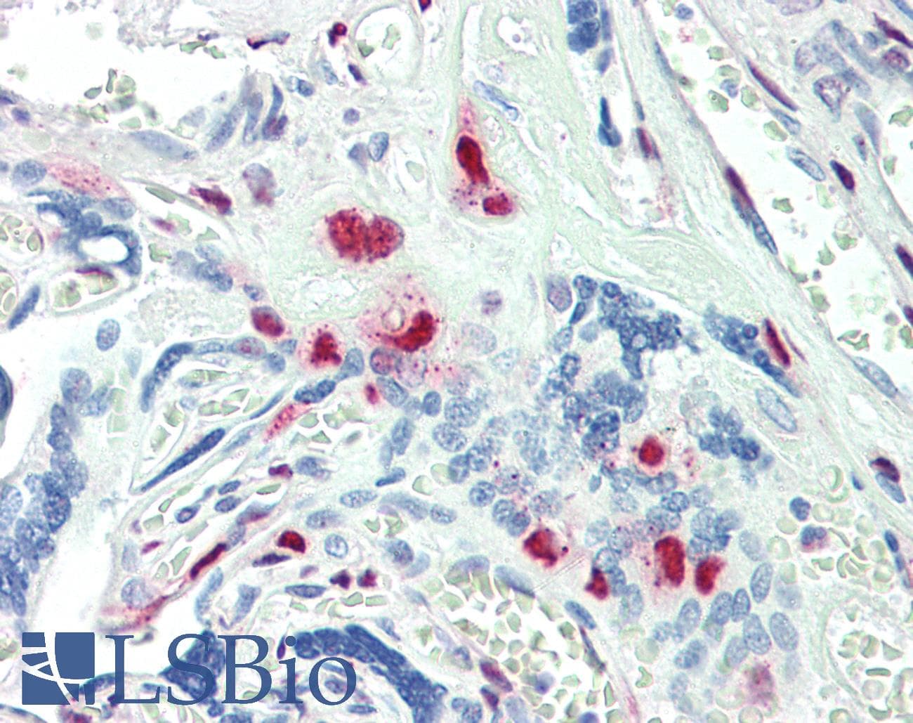 IHC-plus™ KLF16 Antibody (aa239-252)