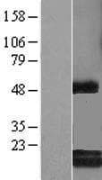Human C6orf108 Protein (Over-Expression Lysate Myc-DDK (Flag))