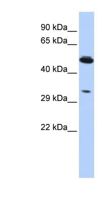 PIK3IP1 / HGFL Antibody (aa107-156)