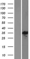 E2F5 Protein (Over-Expression Lysate Myc-DDK (Flag))