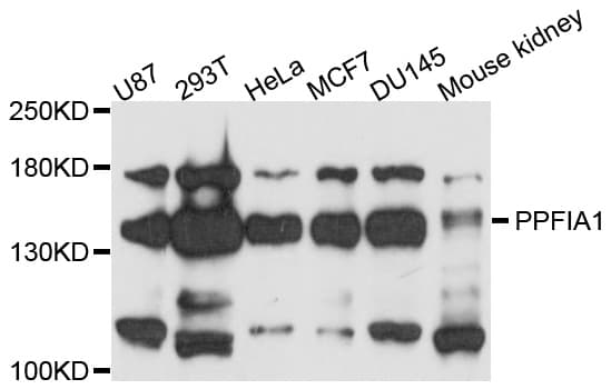 PPFIA1 / LIPRIN Antibody