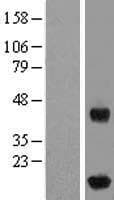 IFT20 Protein (Over-Expression Lysate Myc-DDK (Flag))