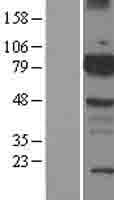ETK / BMX Protein (Over-Expression Lysate Myc-DDK (Flag))