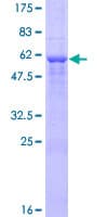 Human CCND3 / Cyclin D3 Protein (Recombinant GST)