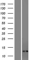 LOC391322 Protein (Over-Expression Lysate Myc-DDK (Flag))