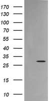 KLK8 / Kallikrein 8 Antibody (clone OTI3C10)
