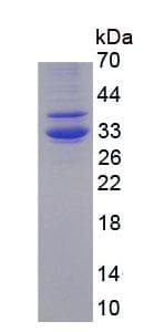 Human HAMP / Hepcidin Protein (Recombinant His, N-terminus + Human IgG Fc, C-terminus)