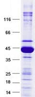 Human SRSF1 / SF2 Protein (Recombinant GST, N-terminus + His, C-terminus)