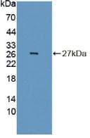INSM1 Antibody (APC, Cy7)
