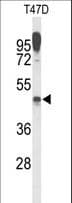 Polyclonal Rabbit anti-Human LAMP2 / CD107b Antibody (WB)