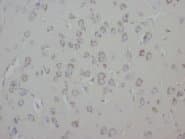 GAP43 Antibody (N-Terminus)