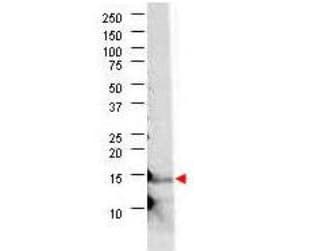 IL21 Antibody (aa24-152, Liquid)