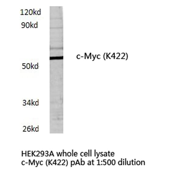 MYC / c-Myc Antibody (Lys422)