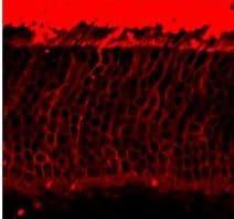 Rhodopsin / RHO Antibody (clone 1D4)