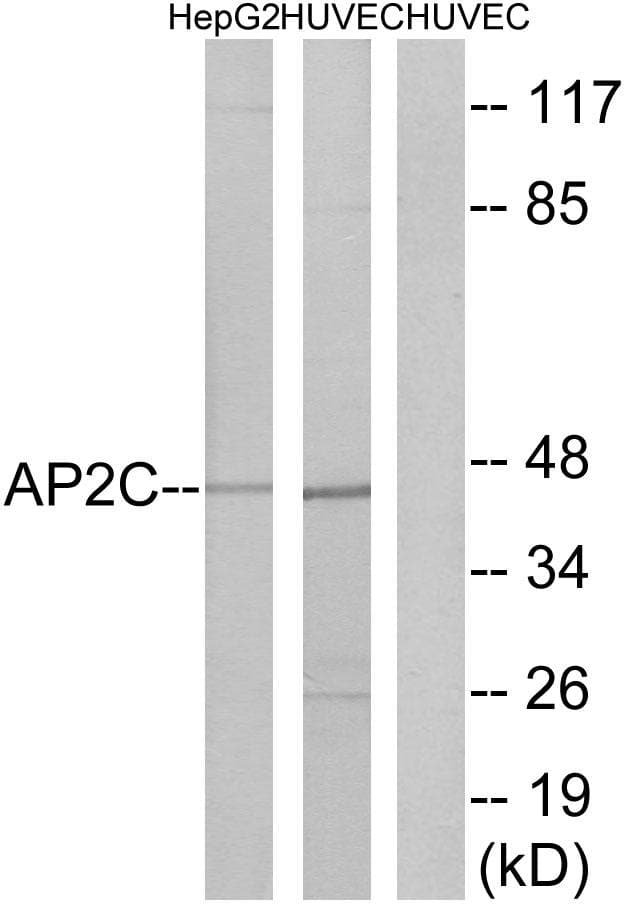 TFAP2C / AP2 Gamma Antibody