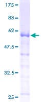 Human Pirin / PIR Protein (Recombinant GST)
