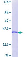 Human PIN1 Protein (Recombinant GST)