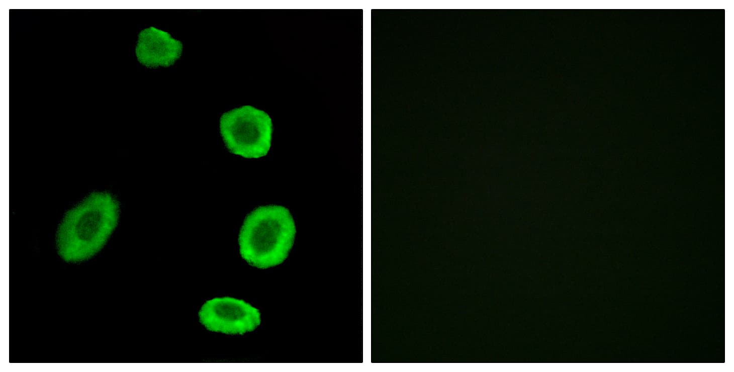 Polyclonal Rabbit anti-Human OR8K1 Antibody (aa205-254, IF)