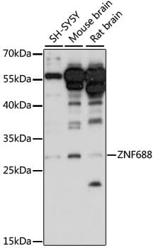 Polyclonal Rabbit anti-Human ZNF688 Antibody (WB)